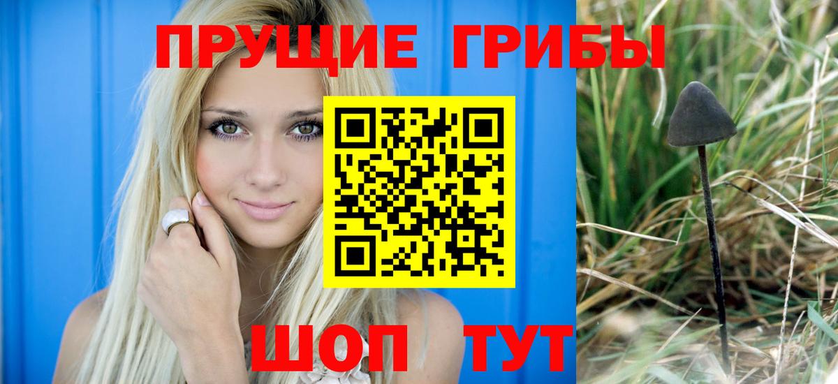 Галлюциногенные грибы Psilocybe  Вход с VPN  Заводоуковск 